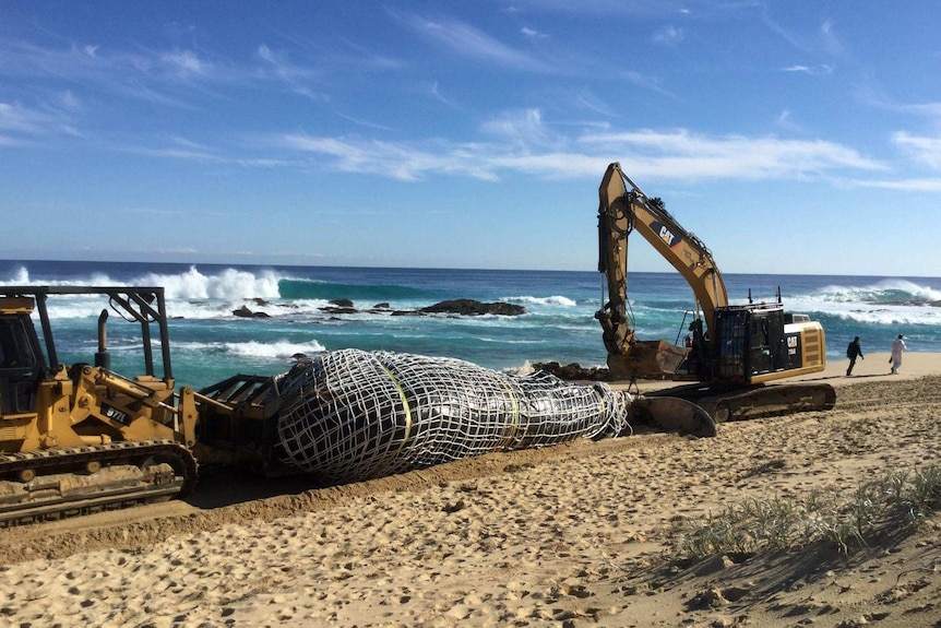 An excavator and traxcavator push a wrapped whale carcass along a beach.