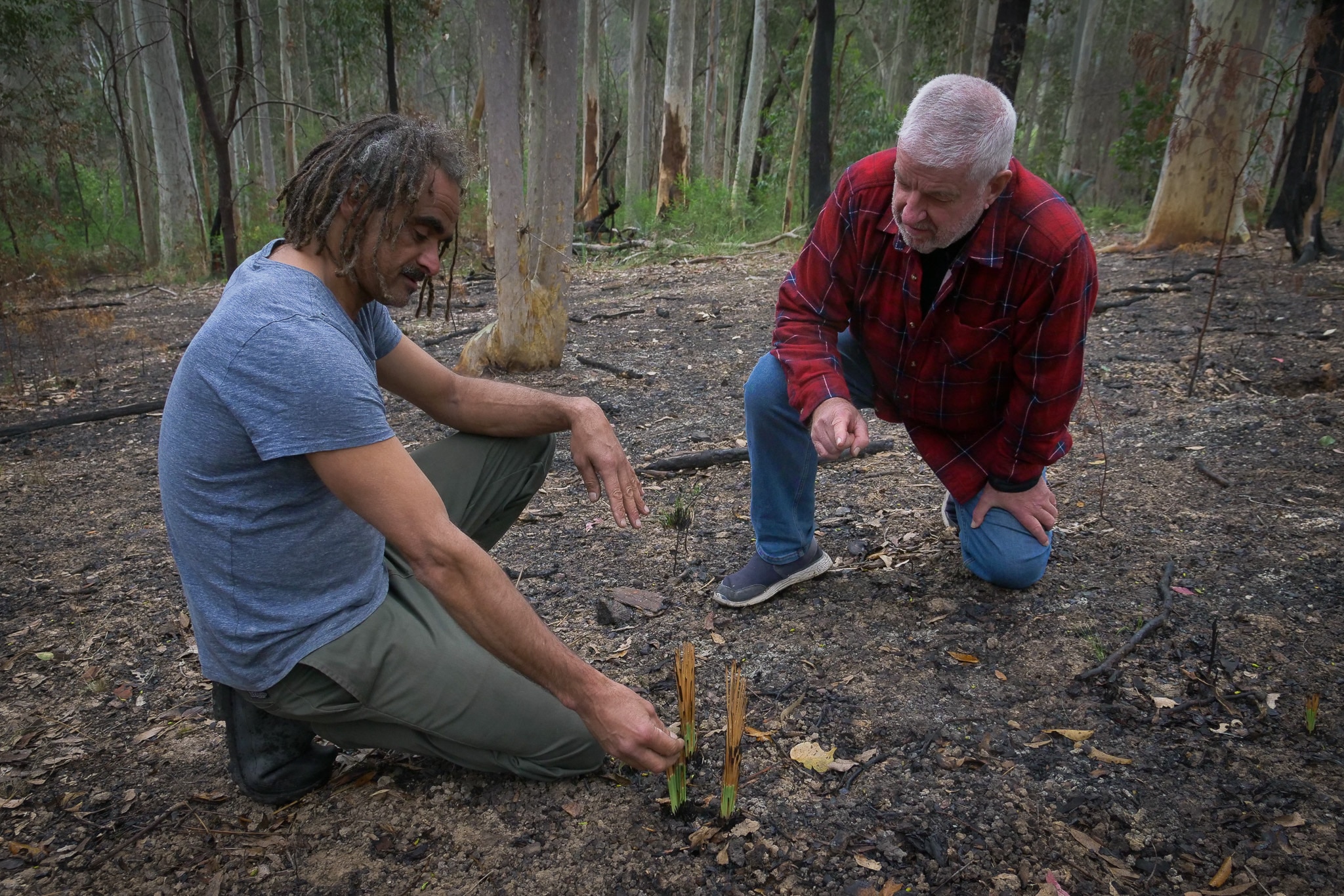Two men crouch down to look at small shoot of Xanthorrhoea grass tree.