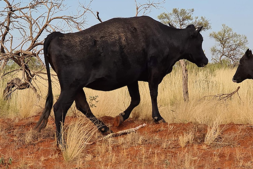 A cow wanders off after dropping a half-eaten snake in the Northern Territory