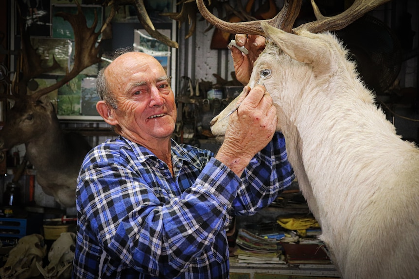 Retired taxidermist George Robinson works on the head of an animal.