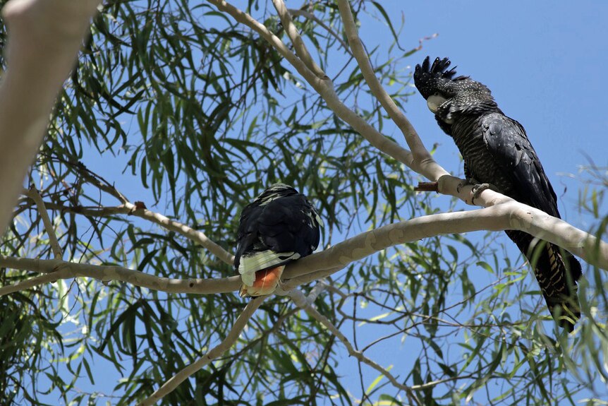 Two cockatoos relax in a tree