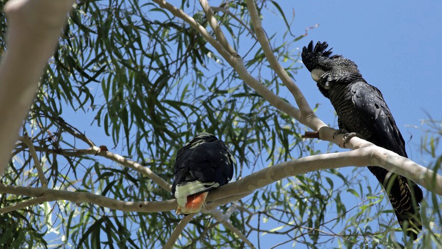 Two cockatoos relax in a tree