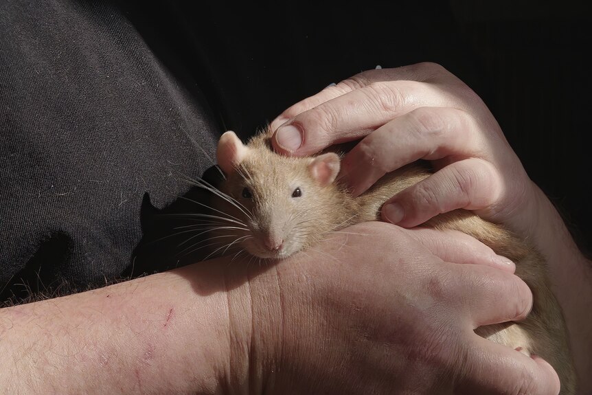 A rat is cradled carefully in a man's lap.