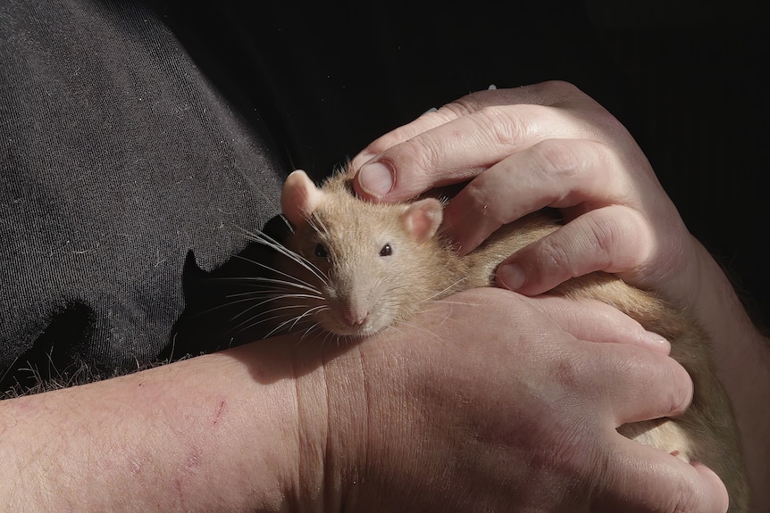 A rat is cradled carefully in a man's lap.