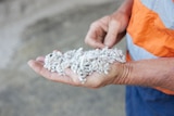 close up of a hand holding white fluffy cottonseed