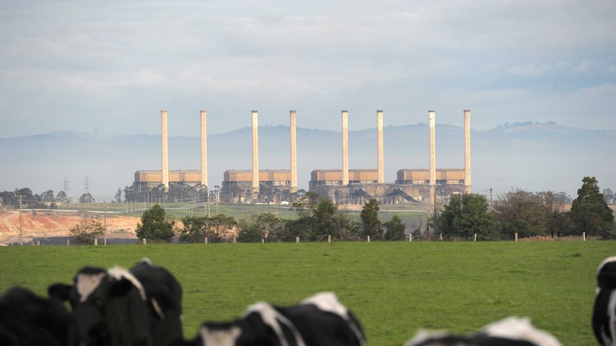 Cows in a paddock near Hazelwood power station