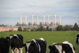 Cows in a paddock near Hazelwood power station