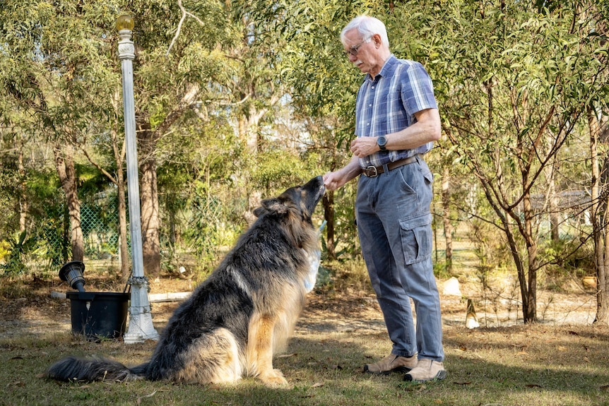a german shephard is fed from its owner's hand