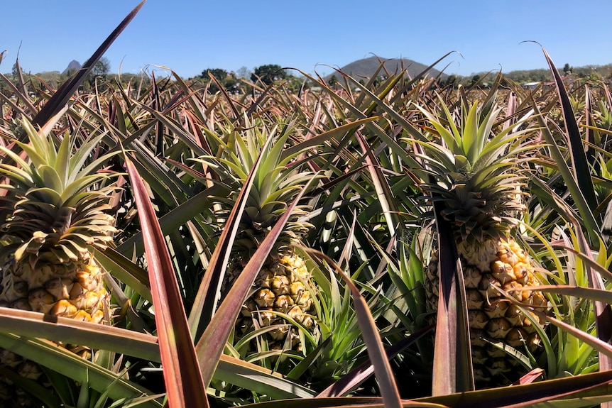 Ripe pineapples in a field with mountains in the distance.