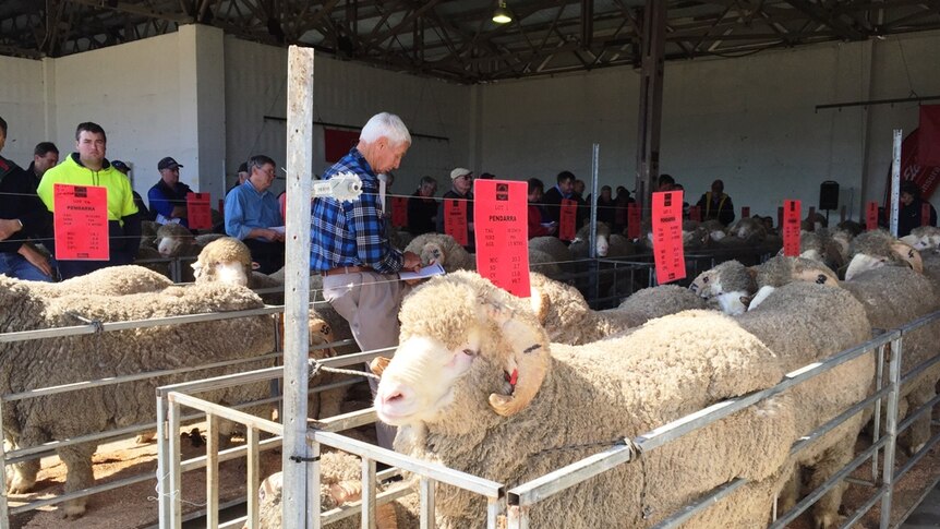 Rams for sale at the 29th merino ram sale at Bairnsdale, in eastern Victoria.