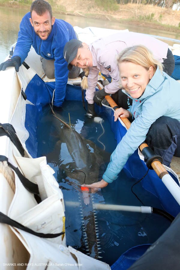 Three researchers lean over a large tub about to release a large sawfish back into a river