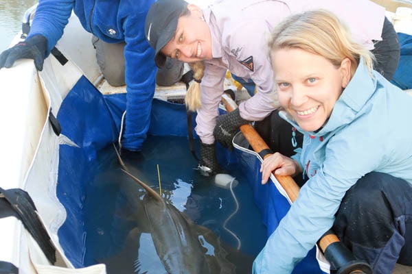 Three researchers lean over a large tub about to release a large sawfish back into a river