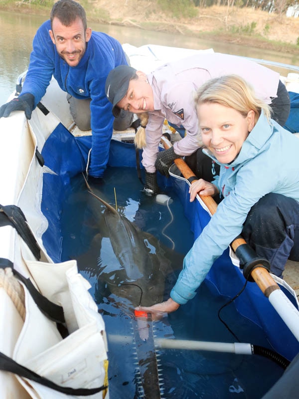 Three researchers lean over a large tub about to release a large sawfish into a river
