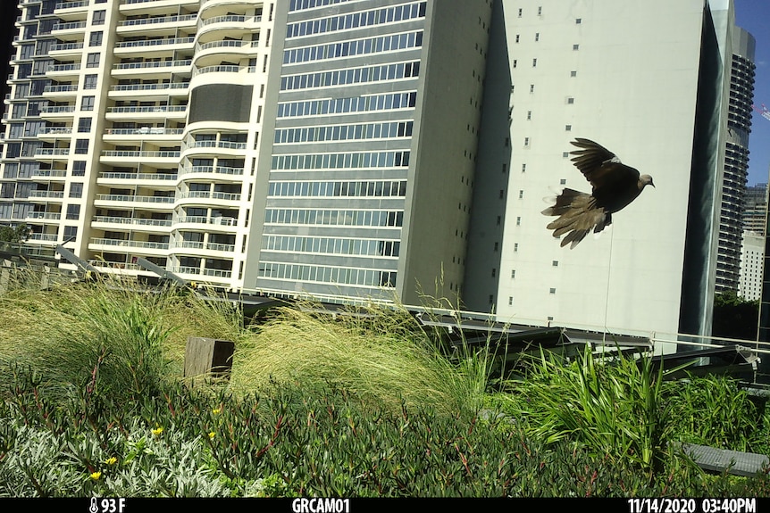 Bird in flight with office buildings in the background. 