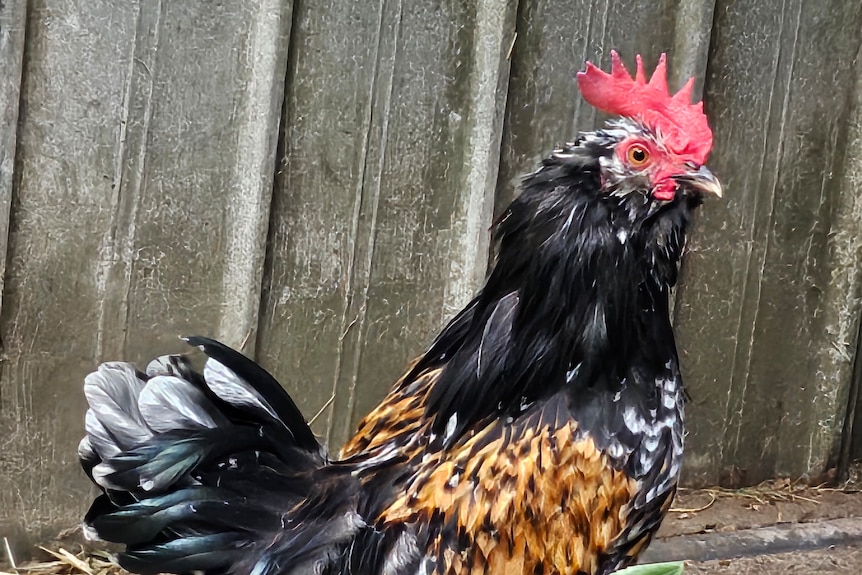 A rooster with black, brown and white feathers