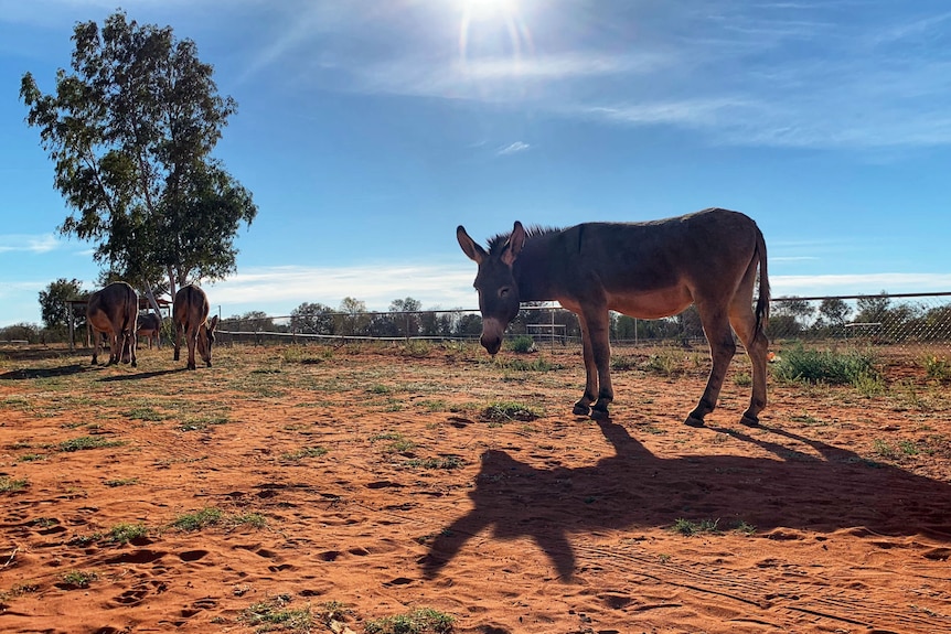 Three donkeys graze on grass amid the red dirt.