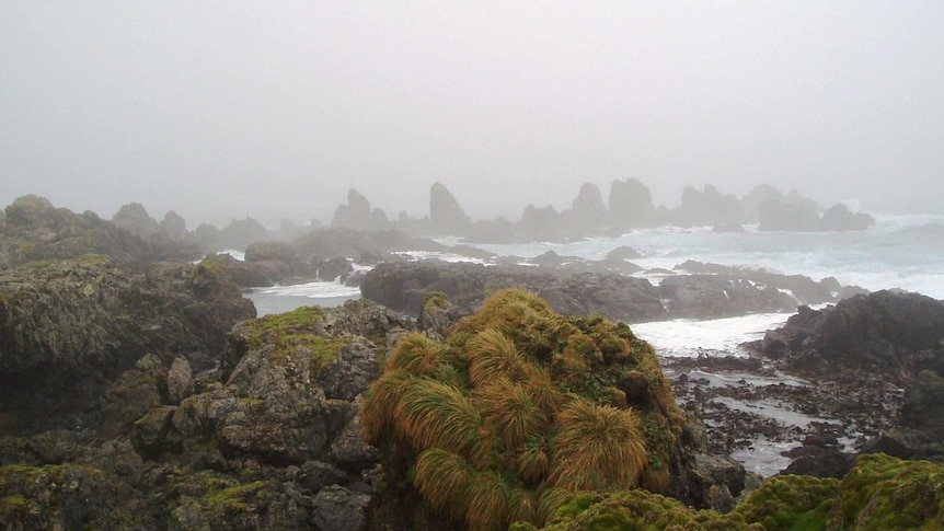 Waves roll onto the rugged coastline of sub-Antarctic Macquarie Island.