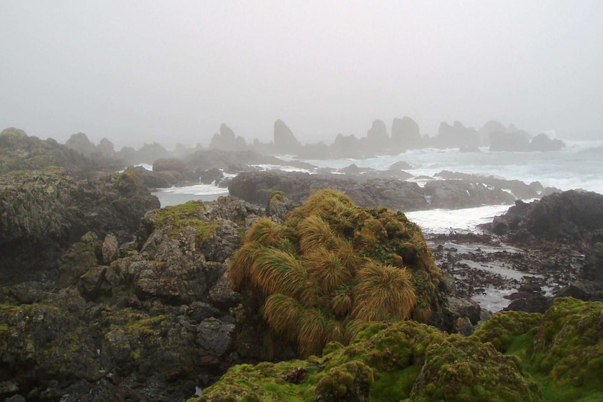 Waves roll onto the rugged coastline of sub-Antarctic Macquarie Island.