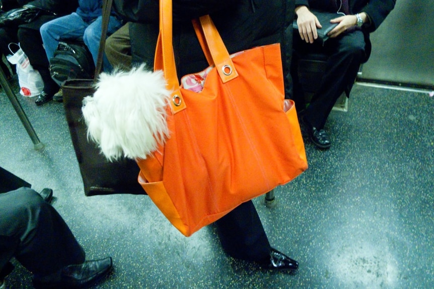 A dog sticks its head out of a bag on the New York subway.