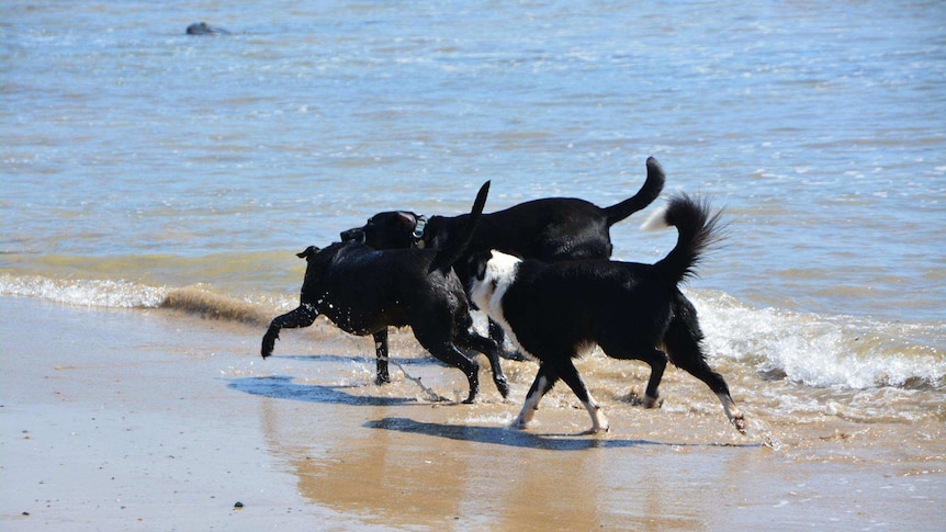 Three dogs playing on a beach