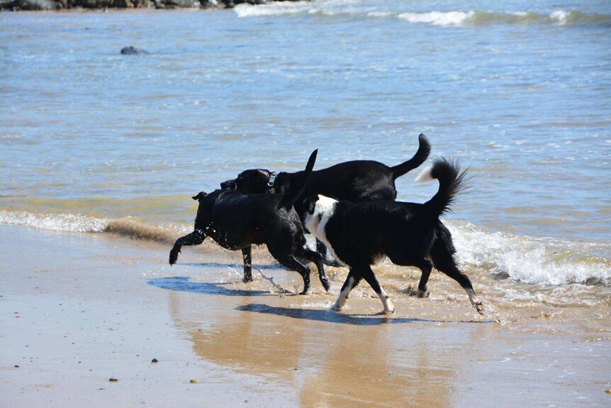 Three dogs playing on a beach