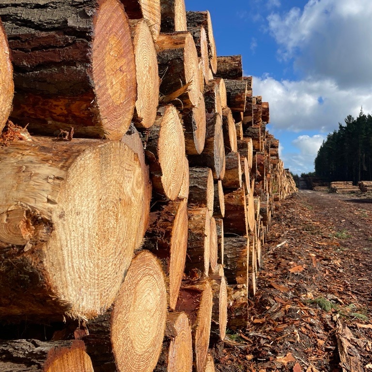 Piles of timber logs are stacked in a pine forest