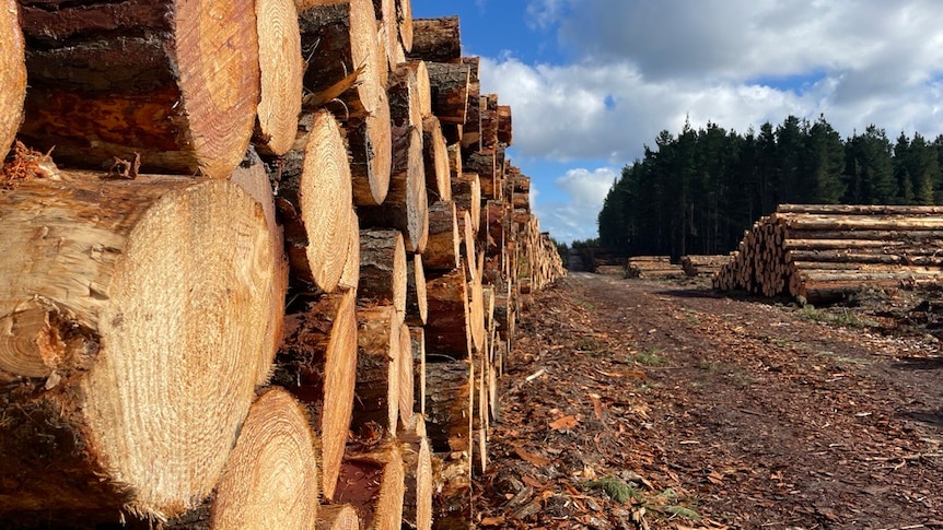 Piles of timber logs are stacked in a pine forest