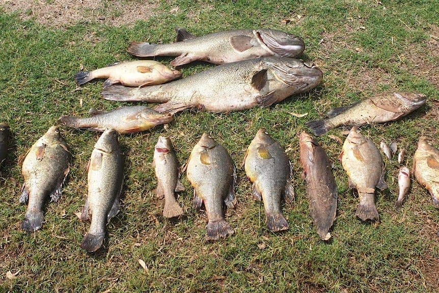 About 10 dead fish lying on a riverbank.