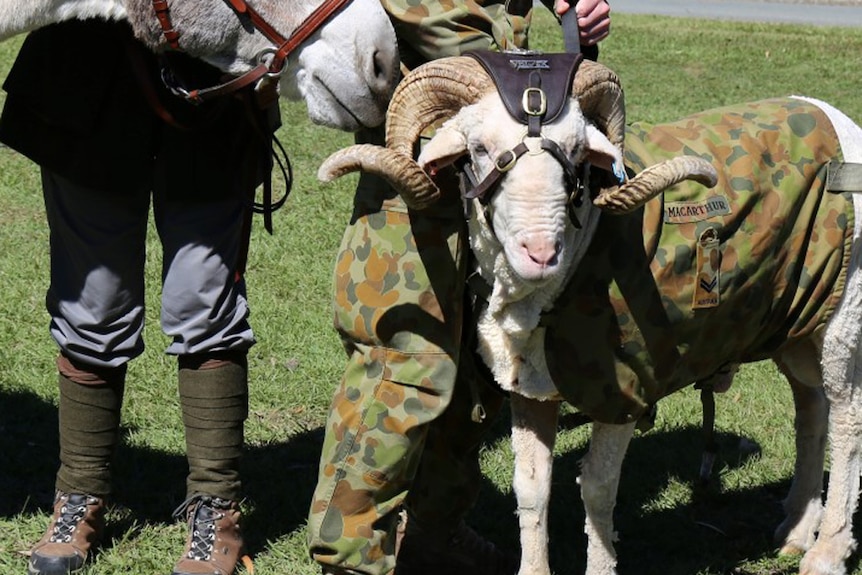 Stan the Ram Royal Australian Regiment Infantry Unit mascot