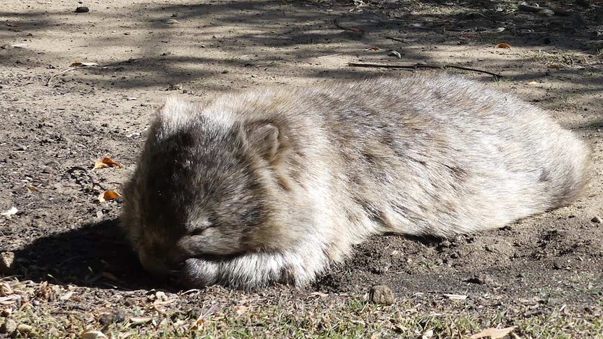 A wombat asleep on the ground, surrounded by trees, on Maria Island off Tasmania's east coast.