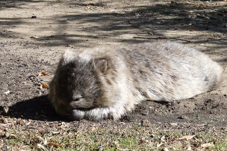 A wombat asleep on the ground, surrounded by trees, on Maria Island off Tasmania's east coast.