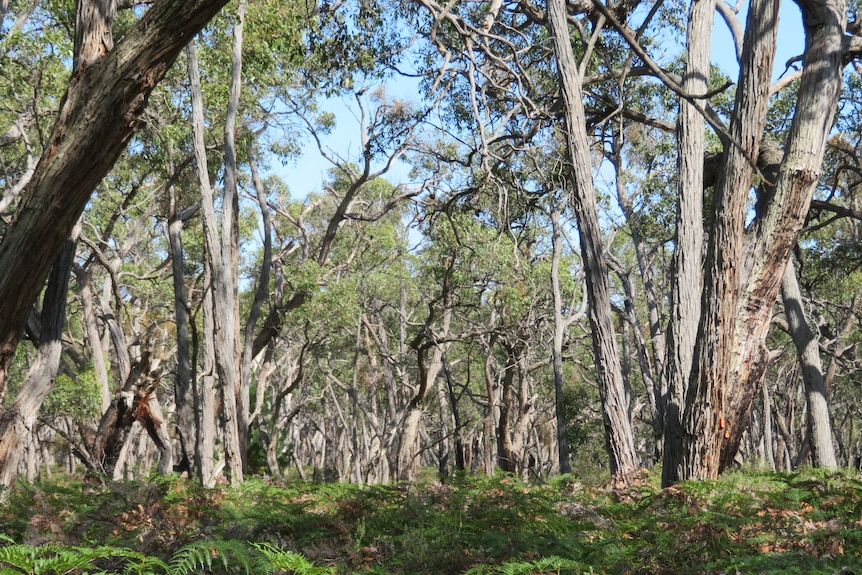 a heavily wooded area of stringybark trees with ferns at the forest floor