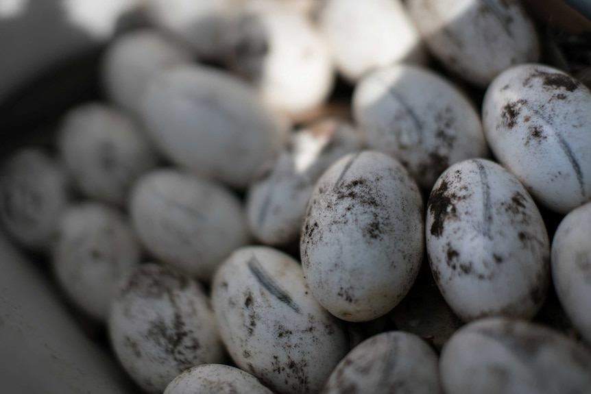 Pencil-marked and dirt-encrusted crocodile eggs in a pile.