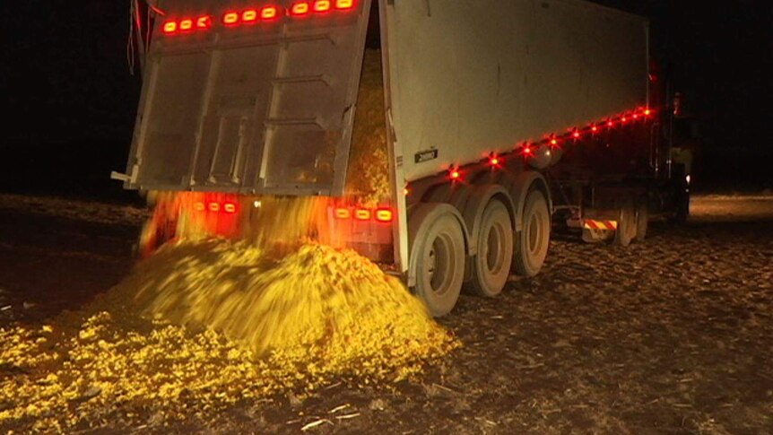 A semi trailer dumps a load of orange peel in a paddock in the dark