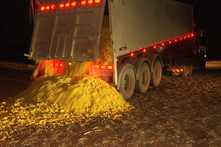 A semi trailer dumps a load of orange peel in a paddock in the dark