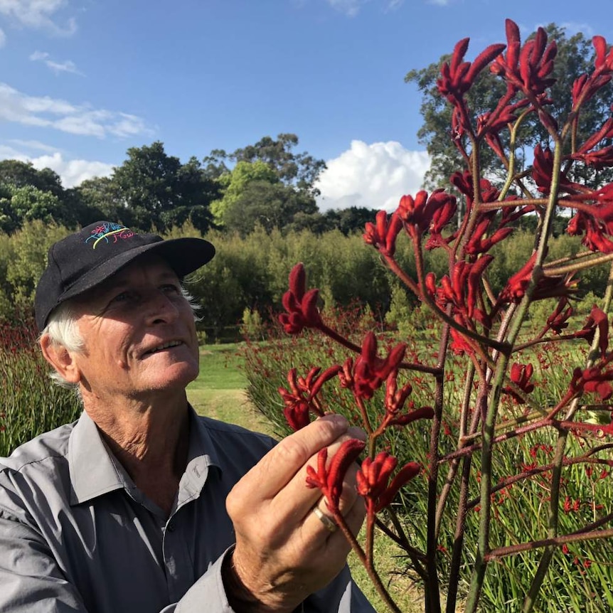 Australian native flower industry looking for growers stock booming local, international markets - ABC