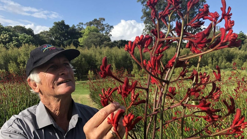 Flower grower Lodi Pameijer admires his crop of kangaroo paw at his property in Maleny.