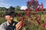 Flower grower Lodi Pameijer admires his crop of kangaroo paw at his property in Maleny.