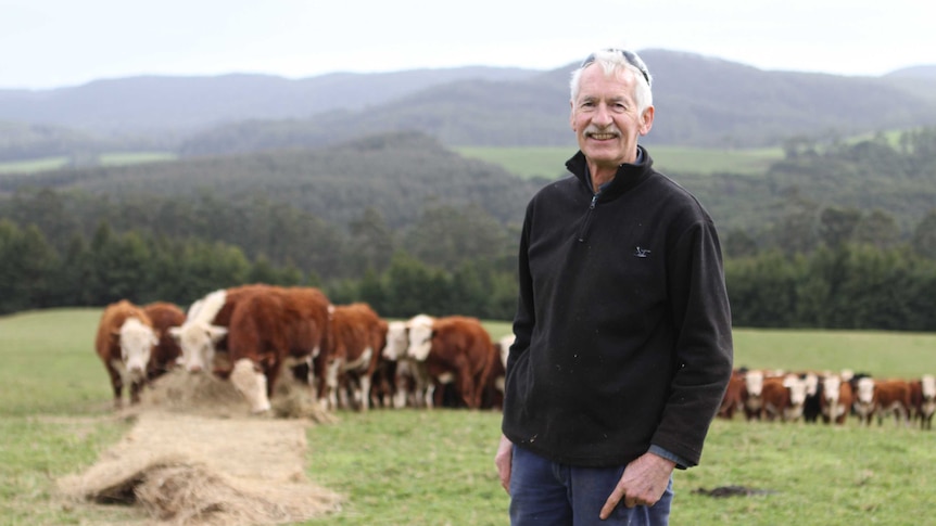 Graham Freeman with his cattle & redwoods in the background.