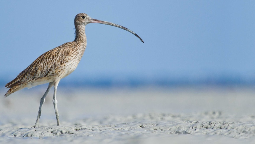 An eastern curlew at Roebuck Bay