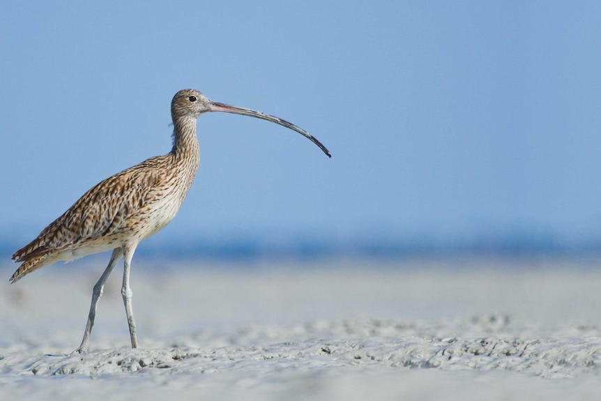 An eastern curlew at Roebuck Bay