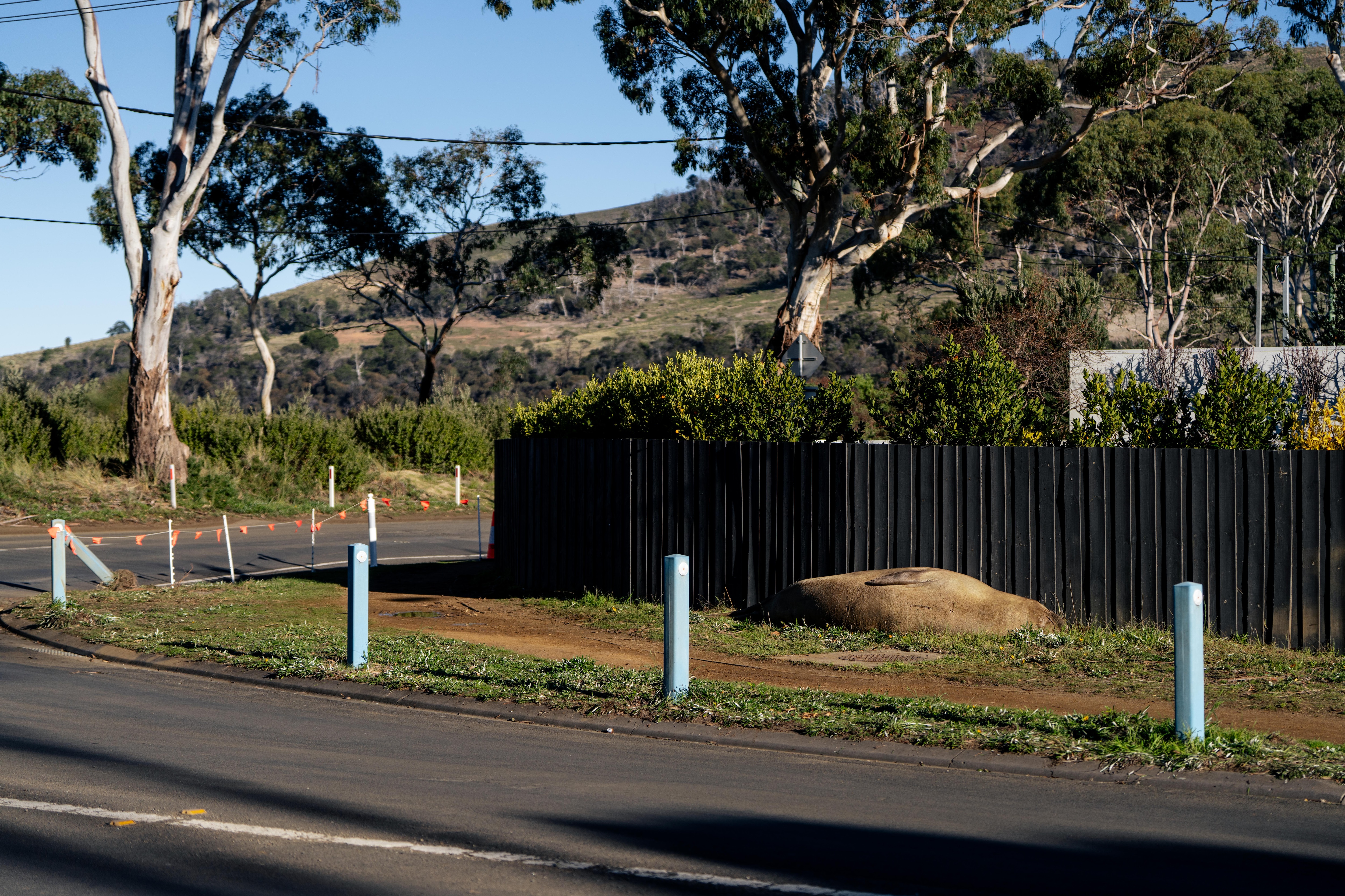 Neil the Seal, a juvenile elephant seal seen by a roadside in a suburban seaside neighbourhood.