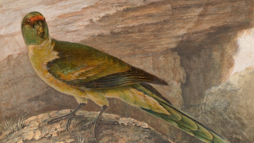 Mallee ringneck