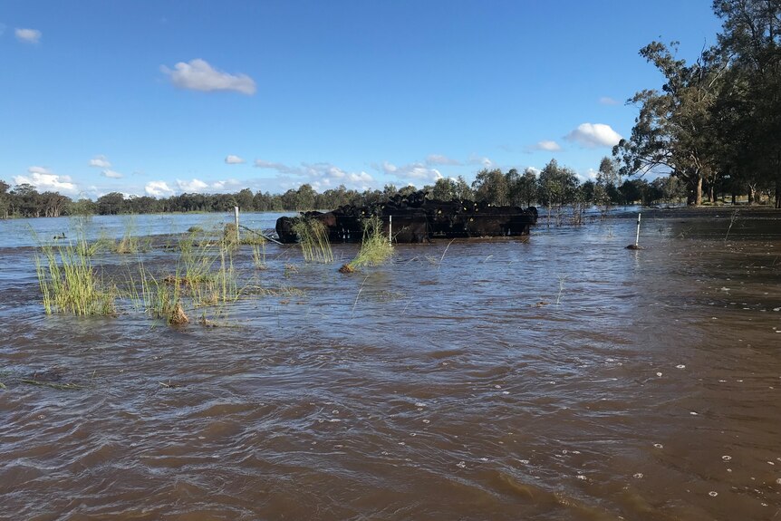A group of black cattle standing closely together in brown floodwater.