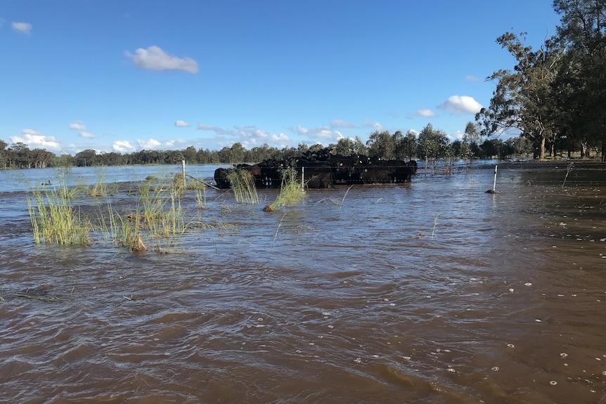 A group of black cattle standing closely together in brown floodwater.