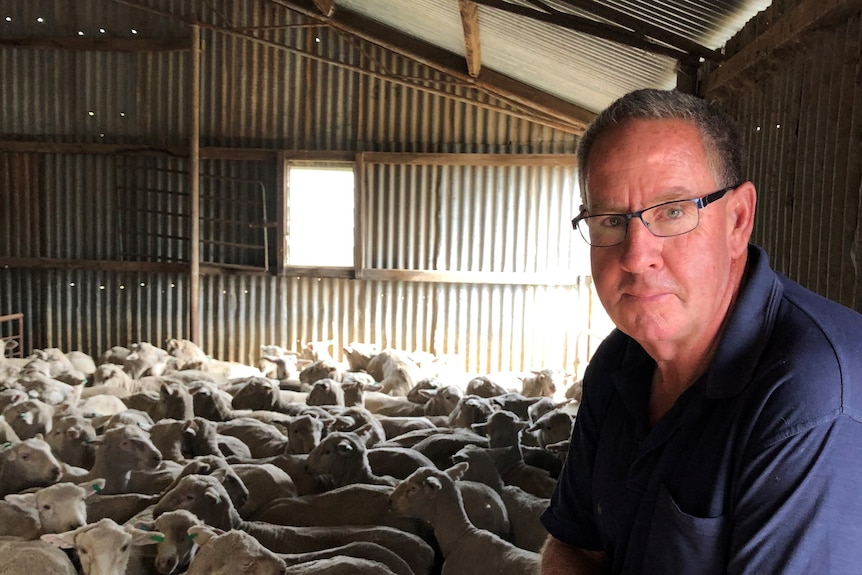 An older man in blue t-shirt, glasses sits in a barn with lots of sheep.