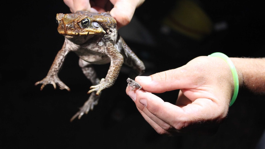 A large male toad and a baby toad being held by Karl Grabasch