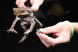 A large male toad and a baby toad being held by Karl Grabasch