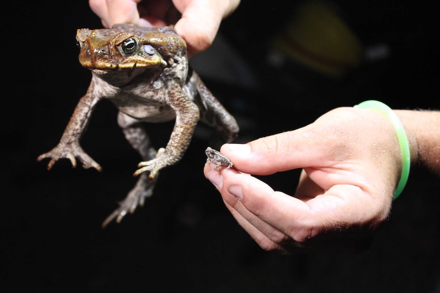 A large male toad and a baby toad being held by Karl Grabasch