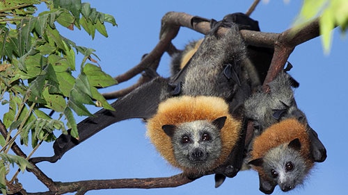 Grey-headed Flying Fox mother and pup with distinctive ruff around neck and chest.